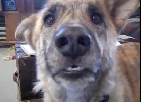 Comment faire parler un chien...