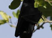 Strange Funky Australia Black Flying