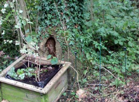 2 akebia trifoliata romi 22 sept 2013 003.jpg