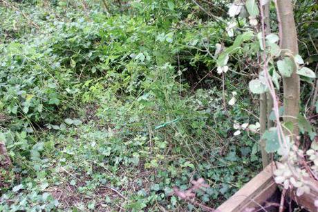 3 akebia romi 22 sept 2013 017.jpg