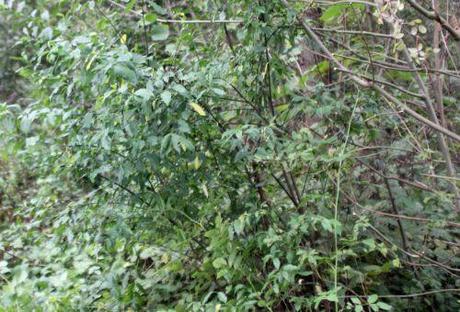 5 rosa euonymus romi 22 sept 2013 043.jpg