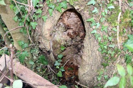 a frêne romi 22 sept 2013 018.jpg