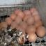  Animaux d'élevage : la réalité des poules pondeuses, une enquête de L214 