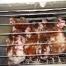  Animaux d'élevage : la réalité des poules pondeuses, une enquête de L214 