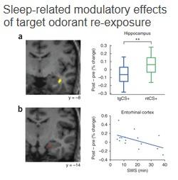SOMMEIL: Peur la nuit? Il existe une réponse aux phobies – Nature Neuroscience