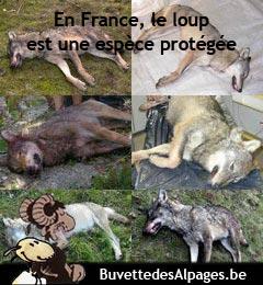 loups tués