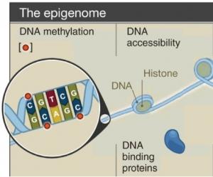 ÉPIGÉNÉTIQUE: Un mode de vie malsain bouleverse notre ADN  – Human Molecular Genetics