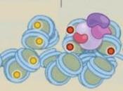 ÉPIGÉNÉTIQUE: mode malsain bouleverse notre Human Molecular Genetics