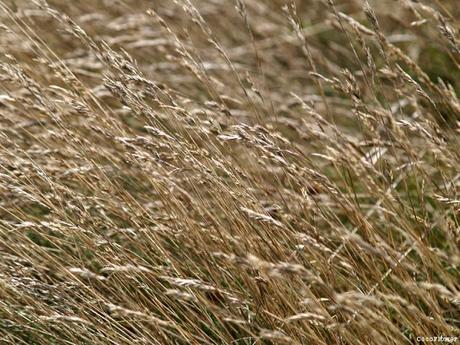 Bretagne - septembre 2013 - www.CocoFlower.net