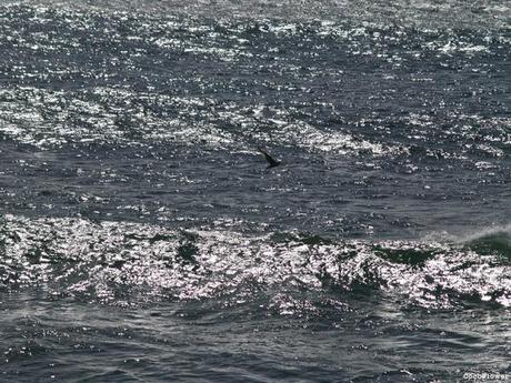 Mer Bretagne - septembre 2013 - www.CocoFlower.net