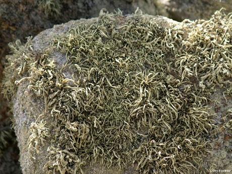 Bretagne - septembre 2013 - www.CocoFlower.net