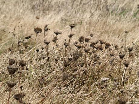 Bretagne - septembre 2013 - www.CocoFlower.net