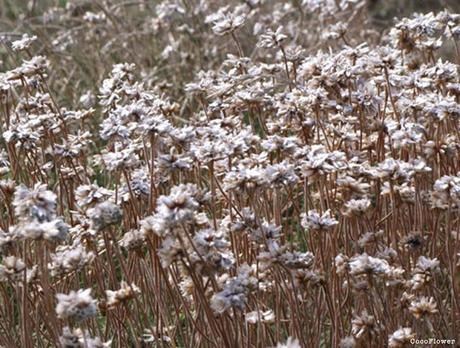 Bretagne - septembre 2013 - www.CocoFlower.net