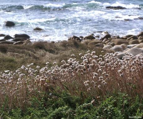 Audierne paysage Bretagne - septembre 2013 - www.CocoFlower.net