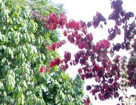 1 parrotia rec marnay 21 sept 2013 020.jpg