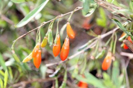 6 lycium chinense marnay 21 sept 2013 048.jpg