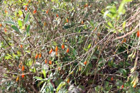 3 lycium chinense marnay 21 sept 2013 042.jpg