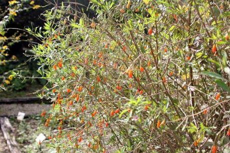 2 lycium chinense marnay 21 sept 2013 046.jpg