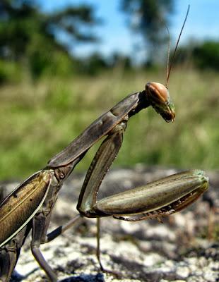La vie trépidante d'une Mante religieuse (Mantis religiosa)