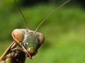 trépidante d'une Mante religieuse (Mantis religiosa)