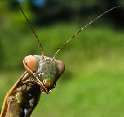 La vie trépidante d'une Mante religieuse (Mantis religiosa)
