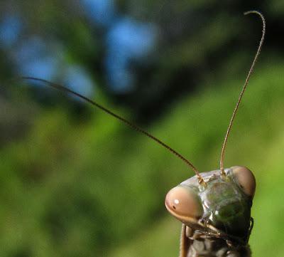 La vie trépidante d'une Mante religieuse (Mantis religiosa)