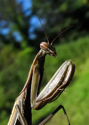 La vie trépidante d'une Mante religieuse (Mantis religiosa)