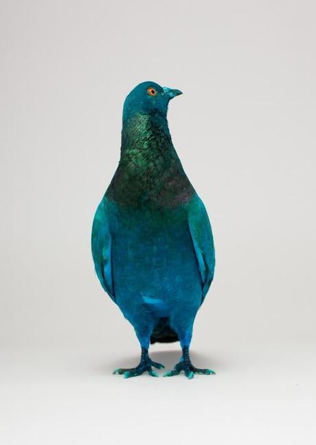 some_pigeons_are_more_equal_than_other_Charrière_Bismarck3