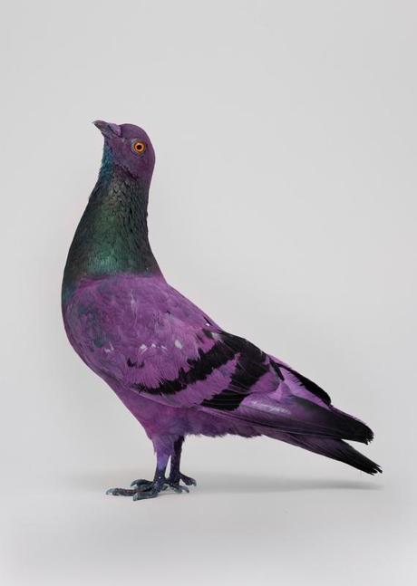 some_pigeons_are_more_equal_than_other_Charrière_Bismarck5_0