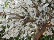 ‘Arbre Féerique’, arbre insolite avec feuilles porcelaine