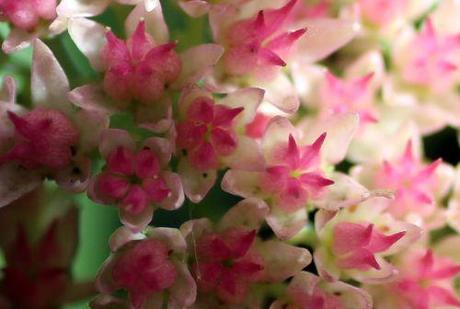 10 sedum veneux 21 sept 2013 012.jpg