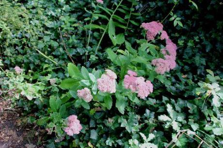 2 sedum 21 sept 2013 007.jpg