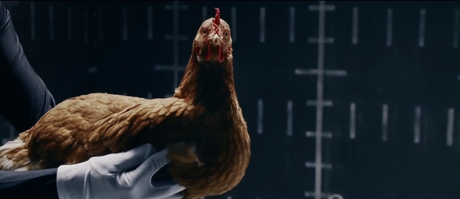 PublicitĂŠ DrĂ´le : Des poules incroyables dans le nouveau spot de Mercedes