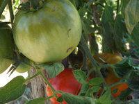 Spaghetti aux poivrons, aubergines,tomates et pancetta