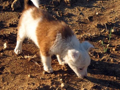 Asti 1 Milanese Special Selection Asti et la vigne