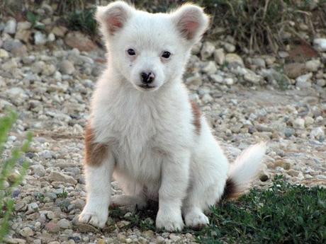 Asti 5 Milanese Special Selection Asti et la vigne