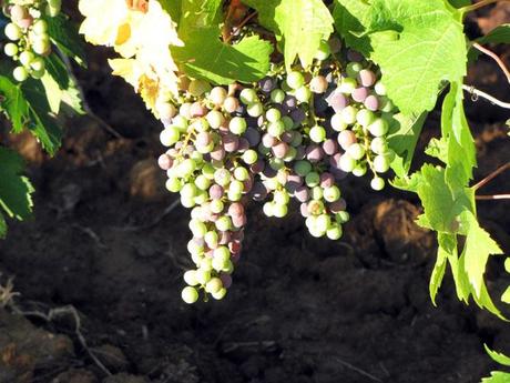 Asti 4 Milanese Special Selection Asti et la vigne