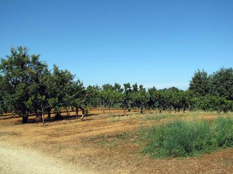 Asti 6 Milanese Special Selection Asti et la vigne