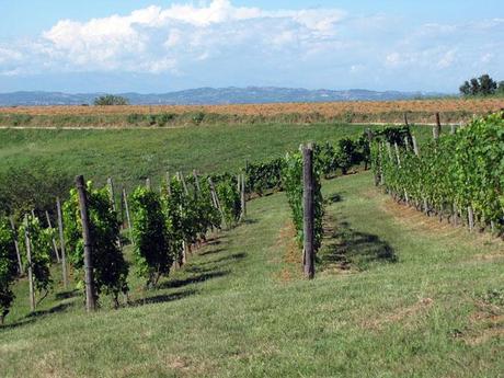 Asti 2 Milanese Special Selection Asti et la vigne