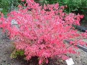 Euonymus phellomanus alatus