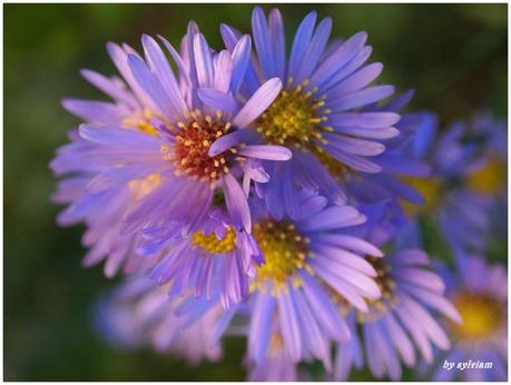 aster vendangeuses