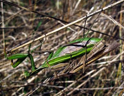 La vie trépidante d'une Mante religieuse (Mantis religiosa) 2