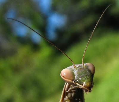 La vie trépidante d'une Mante religieuse (Mantis religiosa) 2