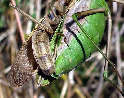 La vie trépidante d'une Mante religieuse (Mantis religiosa) 2