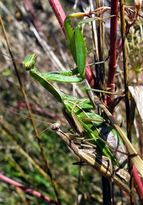 La vie trépidante d'une Mante religieuse (Mantis religiosa) 2