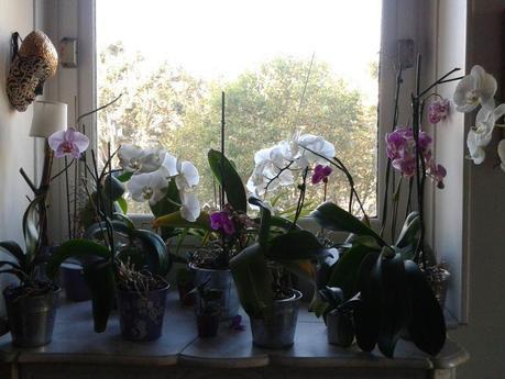 Dans le bureau de Corinne Klomp CKlomp4