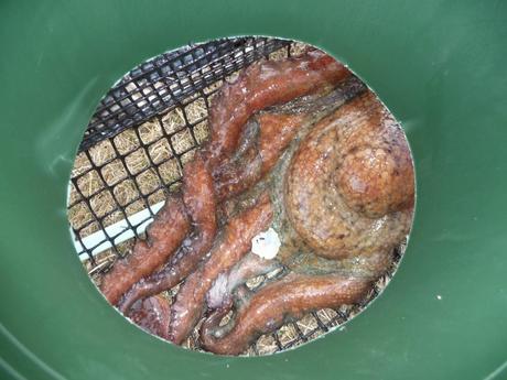 poulpe du soir,  bonsoir