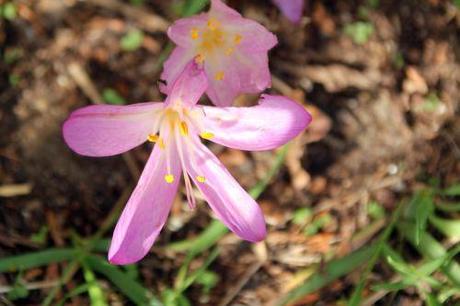 4 colchiques 25 sept 2013 053 (4).jpg