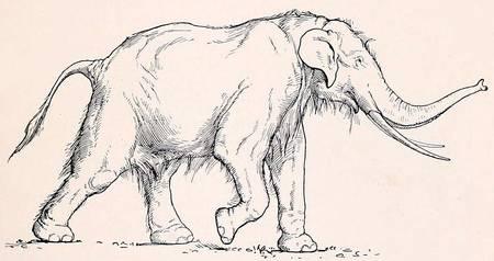 Les éléphants Palaeoloxodon antiquus ont disparu voilà 11.500 ans. Ils atteignaient 3,7 m de haut et possédaient une langue longue de 80 cm. Selon certains spécialistes, elle pouvait être projetée à courte distance pour saisir des végétaux.