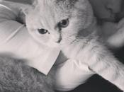 l’intérêt d’avoir chat